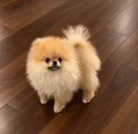 Cookie(Sacramento area) , a male Pomeranian for sale in Mira Loma, CA – 1 of 1