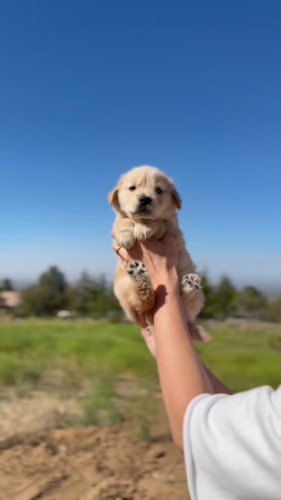 Lala(has video) , a female Golden Retriever for sale in Eastvale, CA – 6 of 6