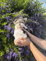 Sonic micro size , a male Morkie for sale in Eastvale, CA – 2 of 4