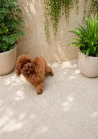 Red bun , a female Poodle - Toy  for sale in Eastvale, CA – Photo 2 of 2