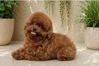 Red bun , a female Poodle - Toy  for sale in Eastvale, CA – Photo 1 of 2