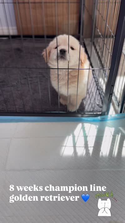 Coke bear(has video) , a male Golden Retriever for sale in Eastvale, CA – 2 of 2