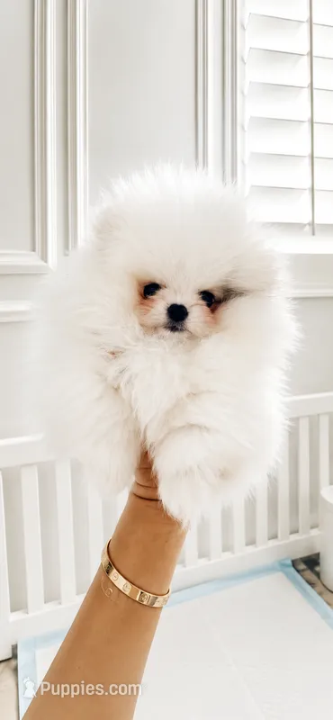 Teacup parti color male Pom  – Pomeranian puppy for sale in Eastvale, CA