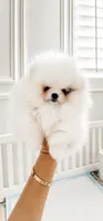 Teacup parti color male Pom , a male Pomeranian for sale in Eastvale, CA – 1 of 2