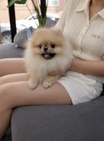 Bitcoin , a male Pomeranian for sale in Diamond Bar, CA – 2 of 3