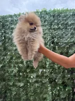 Cookie , a female Pomeranian for sale in Eastvale, CA – 4 of 7