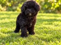 Oreo sfo area , a male Poodle - Toy  for sale in Diamond Bar, CA – 1 of 4