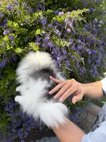 Tiramisu , a male Pomeranian for sale in Eastvale, CA – 4 of 5