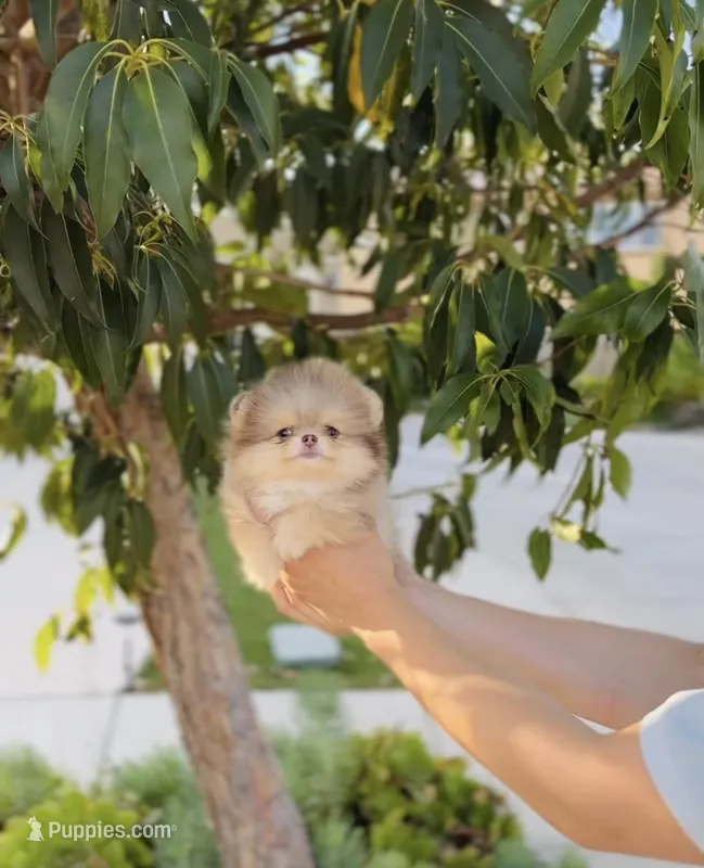 Teddy  – Pomeranian puppy for sale in Eastvale, CA