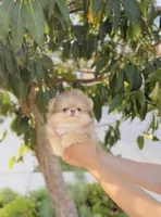 Teddy , a male Pomeranian for sale in Eastvale, CA – Photo 2 of 2