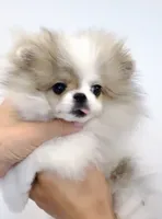 Bunny micro size , a female Pomeranian for sale in Eastvale, CA – 4 of 7
