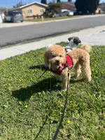Toy , a male Poodle - Toy  for sale in Eastvale, CA – 2 of 2