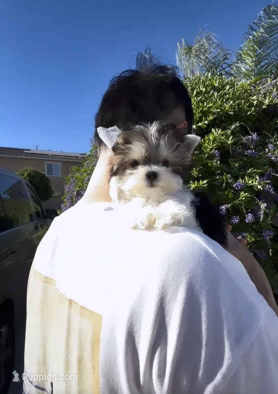 Sonic micro size incredible tiny  – Morkie puppy for sale in Eastvale, CA