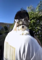 Sonic micro size incredible tiny , a male Morkie for sale in Eastvale, CA – 1 of 5