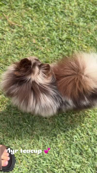 Cookie , a female Pomeranian for sale in Eastvale, CA – 5 of 5
