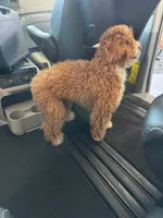    Maple , a female Poodle - Toy  for sale in Eastvale, CA – 4 of 4