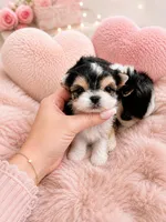 Labubu , a male Morkie for sale in Eastvale, CA – 2 of 3
