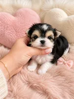 Labubu , a male Morkie for sale in Eastvale, CA – 3 of 3