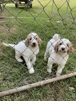 Ethan , a male Poodle - Standard  for sale in Guntersville, AL – 2 of 2