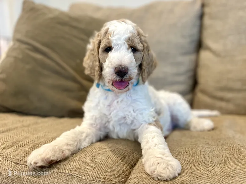 Ethan  – Poodle - Standard  puppy for sale in Guntersville, AL