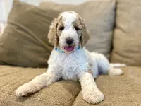 Ethan , a male Poodle - Standard  for sale in Guntersville, AL – 1 of 2