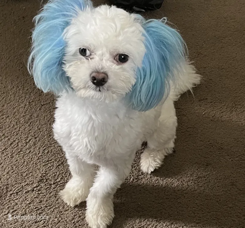 Chase – Maltese puppy for sale in Snellville, GA