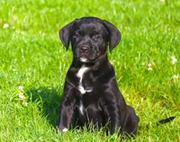Magpie, a female Catahoula Leopard Dog and Golden Retriever for sale in New Brunswick, NJ – Photo 7 of 10