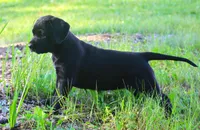 Magpie, a female Catahoula Leopard Dog and Golden Retriever for sale in New Brunswick, NJ – Photo 2 of 10