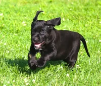 Magpie, a female Catahoula Leopard Dog and Golden Retriever for sale in New Brunswick, NJ – Photo 9 of 10