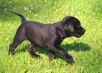 Magpie, a female Catahoula Leopard Dog and Golden Retriever for sale in New Brunswick, NJ – Photo 5 of 10