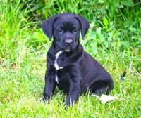 Magpie, a female Catahoula Leopard Dog and Golden Retriever for sale in New Brunswick, NJ – Photo 1 of 10