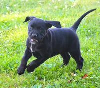 Magpie, a female Catahoula Leopard Dog and Golden Retriever for sale in New Brunswick, NJ – Photo 6 of 10