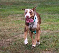 Ruger, a male Catahoula Leopard Dog for sale in New Brunswick, NJ – 5 of 10