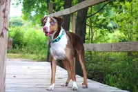 Ruger, a male Catahoula Leopard Dog for sale in New Brunswick, NJ – 3 of 10