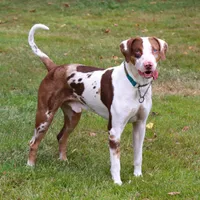 Bacon, a male Catahoula Leopard Dog for sale in New Brunswick, NJ – Photo 2 of 10