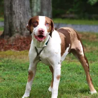 Bacon, a male Catahoula Leopard Dog for sale in New Brunswick, NJ – Photo 4 of 10