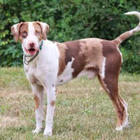 Bacon, a male Catahoula Leopard Dog for sale in New Brunswick, NJ – Photo 3 of 10
