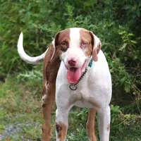 Bacon, a male Catahoula Leopard Dog for sale in New Brunswick, NJ – Photo 6 of 10