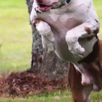 Bacon, a male Catahoula Leopard Dog for sale in New Brunswick, NJ – Photo 5 of 10