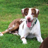 Bacon, a male Catahoula Leopard Dog for sale in New Brunswick, NJ – Photo 1 of 10