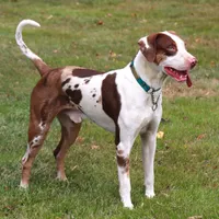 Bacon, a male Catahoula Leopard Dog for sale in New Brunswick, NJ – Photo 9 of 10