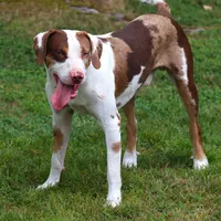 Bacon, a male Catahoula Leopard Dog for sale in New Brunswick, NJ – Photo 10 of 10