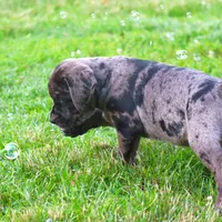 Ivy, a female Catahoula Leopard Dog and Golden Retriever for sale in New Brunswick, NJ – Photo 8 of 10