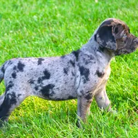 Ivy, a female Catahoula Leopard Dog and Golden Retriever for sale in New Brunswick, NJ – Photo 6 of 10