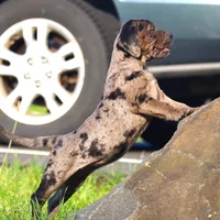 Ivy, a female Catahoula Leopard Dog and Golden Retriever for sale in New Brunswick, NJ – Photo 5 of 10
