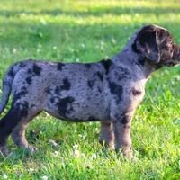 Ivy, a female Catahoula Leopard Dog and Golden Retriever for sale in New Brunswick, NJ – Photo 9 of 10