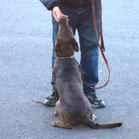 Ivy, a female Catahoula Leopard Dog and Golden Retriever for sale in New Brunswick, NJ – Photo 3 of 10