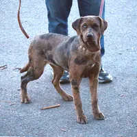 Ivy, a female Catahoula Leopard Dog and Golden Retriever for sale in New Brunswick, NJ – Photo 1 of 10