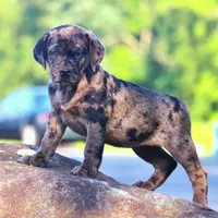 Ivy, a female Catahoula Leopard Dog and Golden Retriever for sale in New Brunswick, NJ – Photo 4 of 10