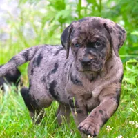 Ivy, a female Catahoula Leopard Dog and Golden Retriever for sale in New Brunswick, NJ – Photo 7 of 10
